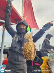 [포항] 》29일 포항쭈꾸미 최종조황!《토일 ! 쭈캔두잇!