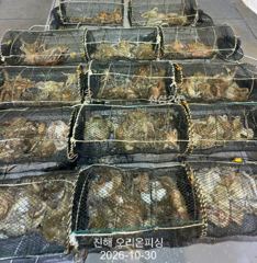 [진해] 야간문어:가을문어가 끊김없이 줄줄이 히트~오늘예약가능