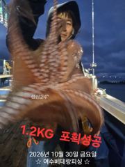 현재 대물돌문어 키로급들 쭉쭉 뽑고 있습니다. 11/2일(월…