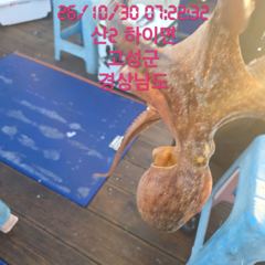 [고성] 사량도돌문어 키로오버 싸이즈 부터 팍팍 물어 주네요 내일 오후3…