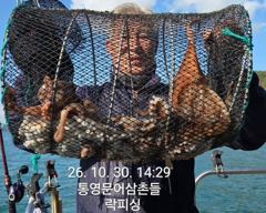 (문어)씨알 마릿수 한번에 대박시즌 매일출동~락피싱(31일 예약)