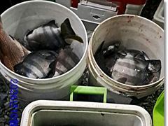 [부산] 진진-연일 돌~돔 호조황! 참돔 부시리는 기본으로 퍽퍽!!