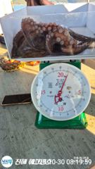 [진해] 대물급 돌문어"2.2K,1.7K,1.6K, 1.5K급등 마리수조…