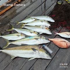1m30대부시리 조황입니다