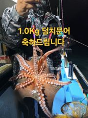 삼천포 마린보이 10.30. 금요일 야간문어 다녀왔습니다. 사진