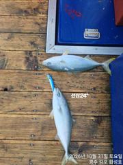 초보자분들도 잡아 올리는 대삼치 실시간.. 사진