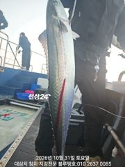 31/토ㅡ새벽 피딩 타임 대삼치들 호조황!