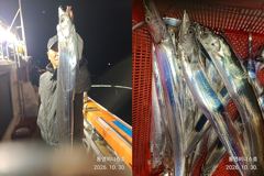 [통영] 통영비너스....대갈치1쿨러 알지1쿨러 1인 2쿨러 . . . …