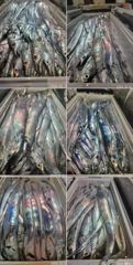 먼바다 왕갈치 10월31일 토요일 조황