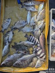 [고성] 토요일 어초 흘림 4짜 5수외 마리수 조황입니다.