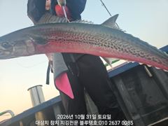 31/토, 오전 최종ㅡ많은 대삼치들과 터져나가는 고시삼치, 방어들!