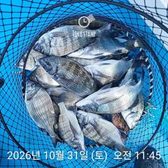 삼천포 내만권 감성돔