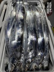 [준내만갈치]11분이서 3지4지로 만만쿨~!!씨알대박입니다!! 일월화수목금 쭉~ 예약가능합니다!