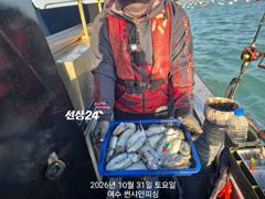 10월 31일 갑오징어 조황