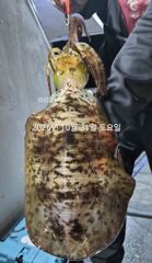 팁런무늬!!사이즈 뭐지~내일(일) 예약가능