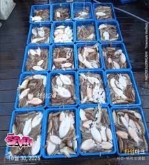 【 마릿수보다 사이즈! 덩치 좋은 찰갑이들 】 군산 뉴세븐호 10월 30일 갑오징어 조황