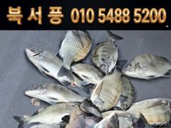 [감성돔 선상흘림] 감성돔 조황!